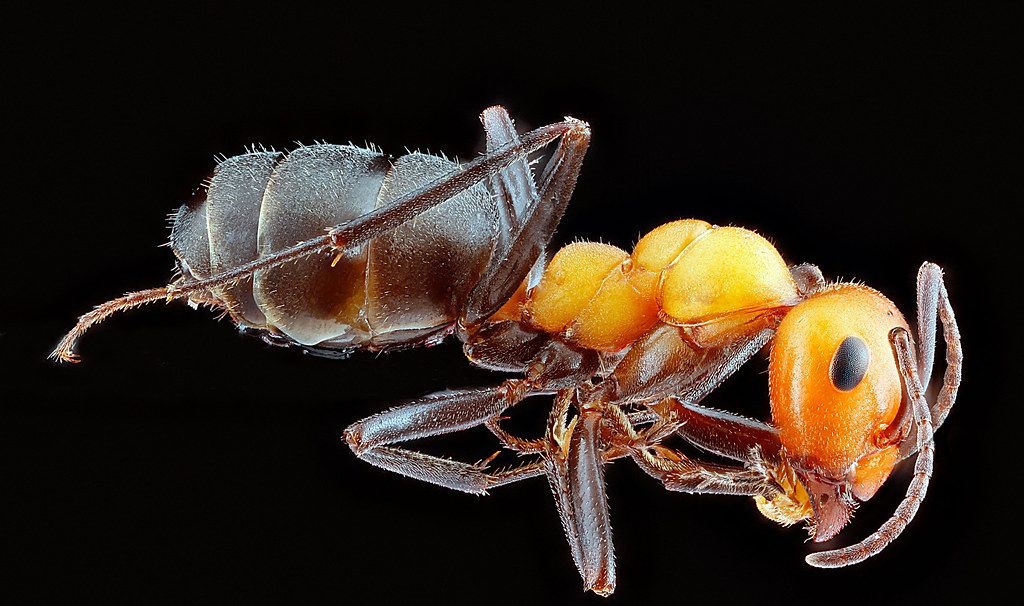 Ant Control service in Toledo, OH