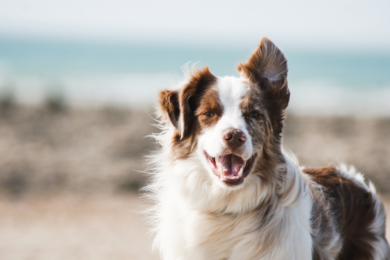 Flea & Tick Control service in Toledo, OH