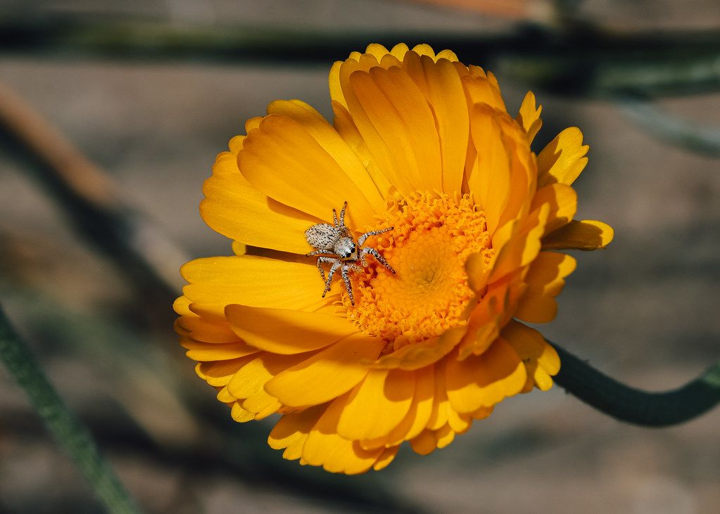 Spider Control service in Toledo, OH